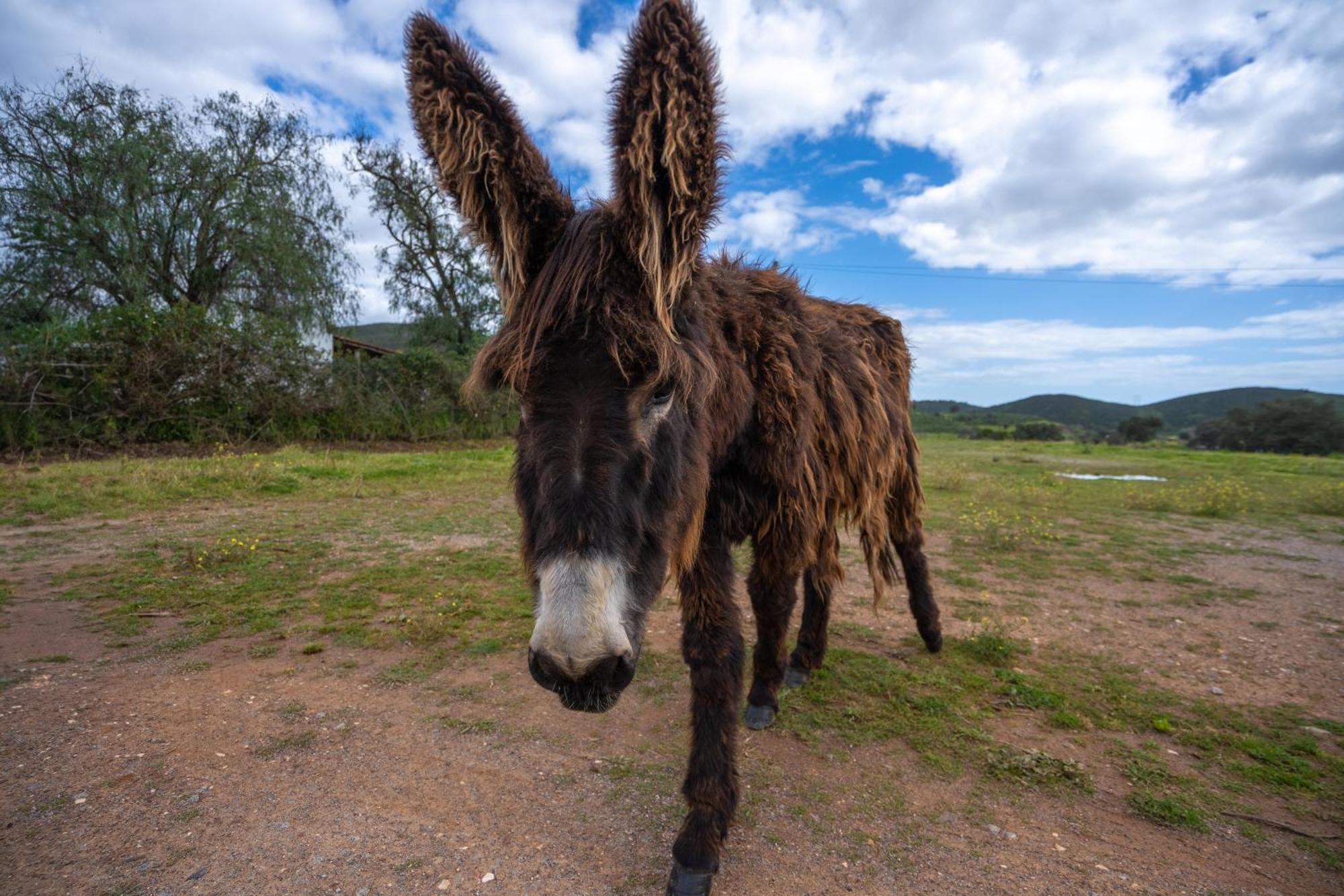 Burro Ville By Host Wise Portimão Dış mekan fotoğraf