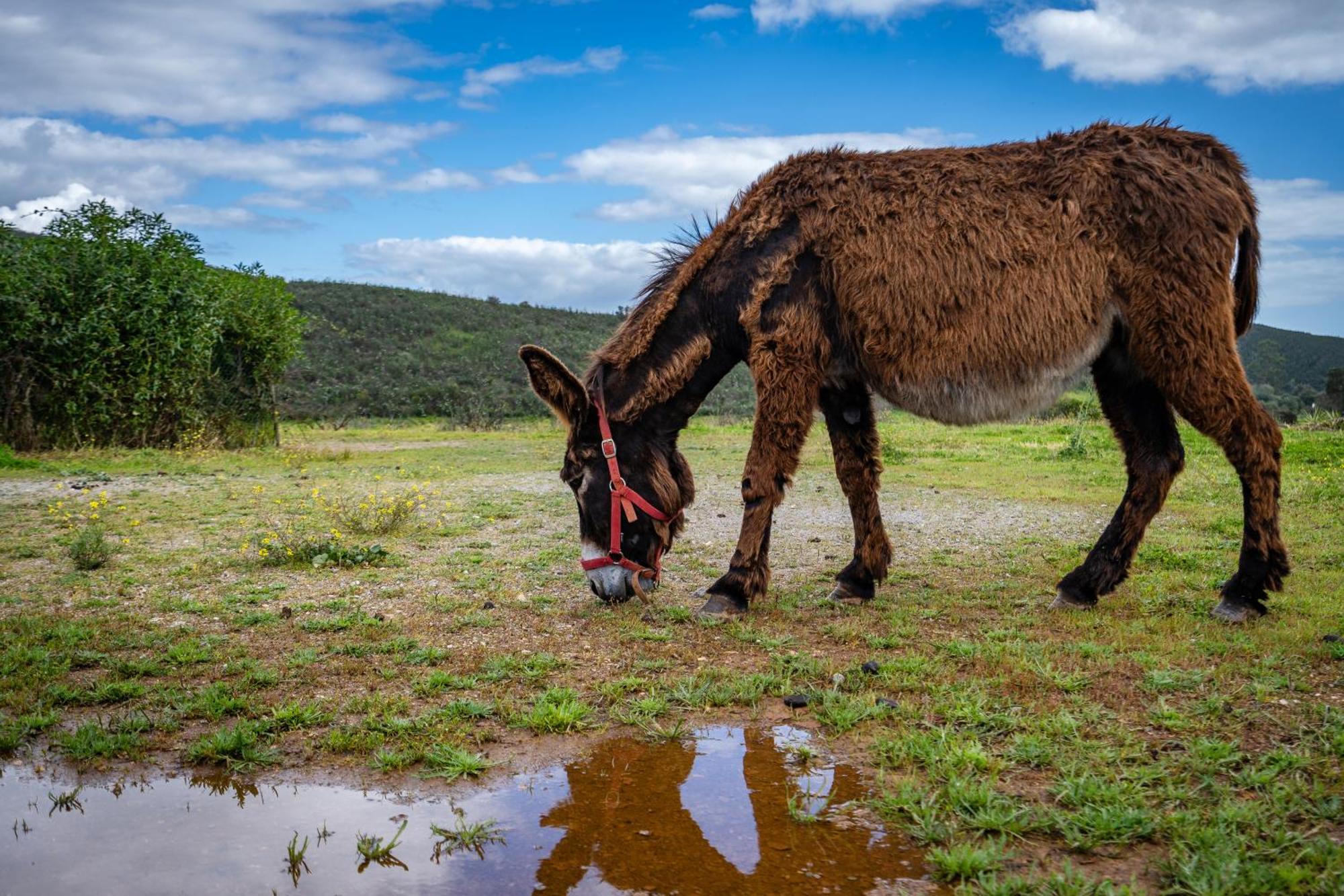Burro Ville By Host Wise Portimão Dış mekan fotoğraf