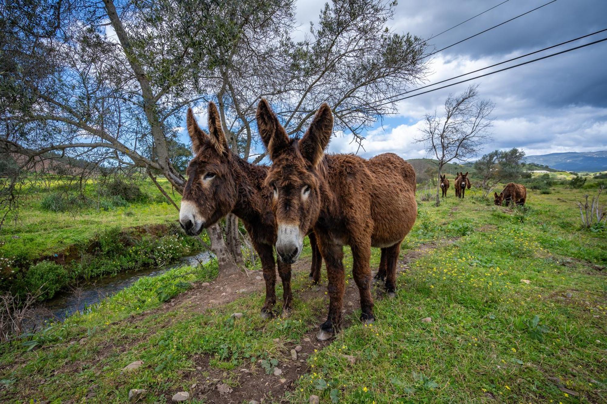 Burro Ville By Host Wise Portimão Dış mekan fotoğraf