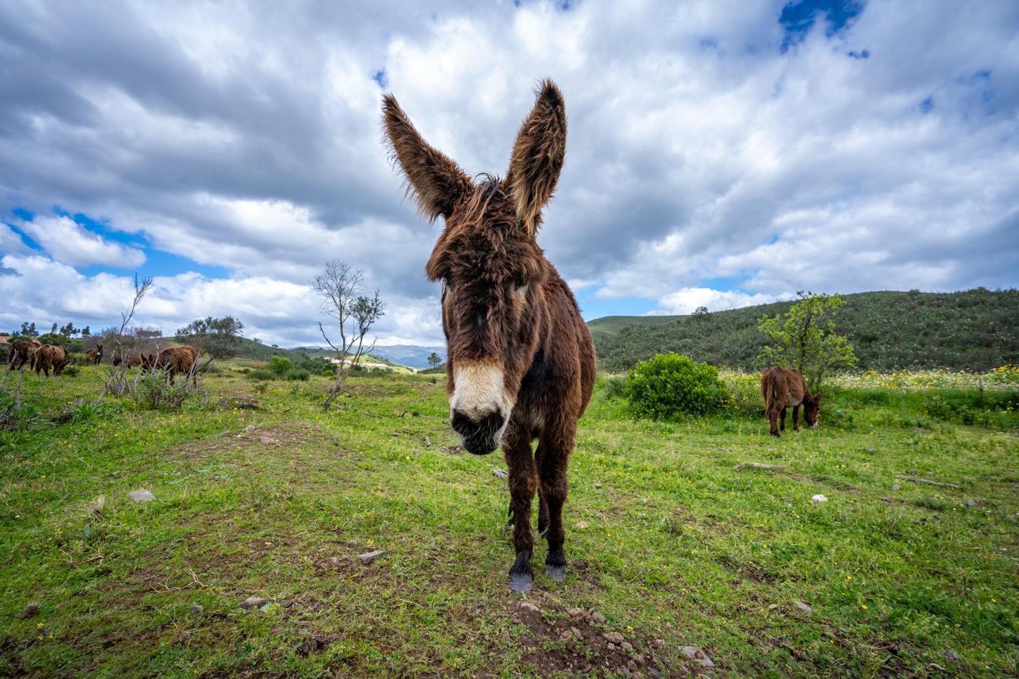 Burro Ville By Host Wise Portimão Dış mekan fotoğraf