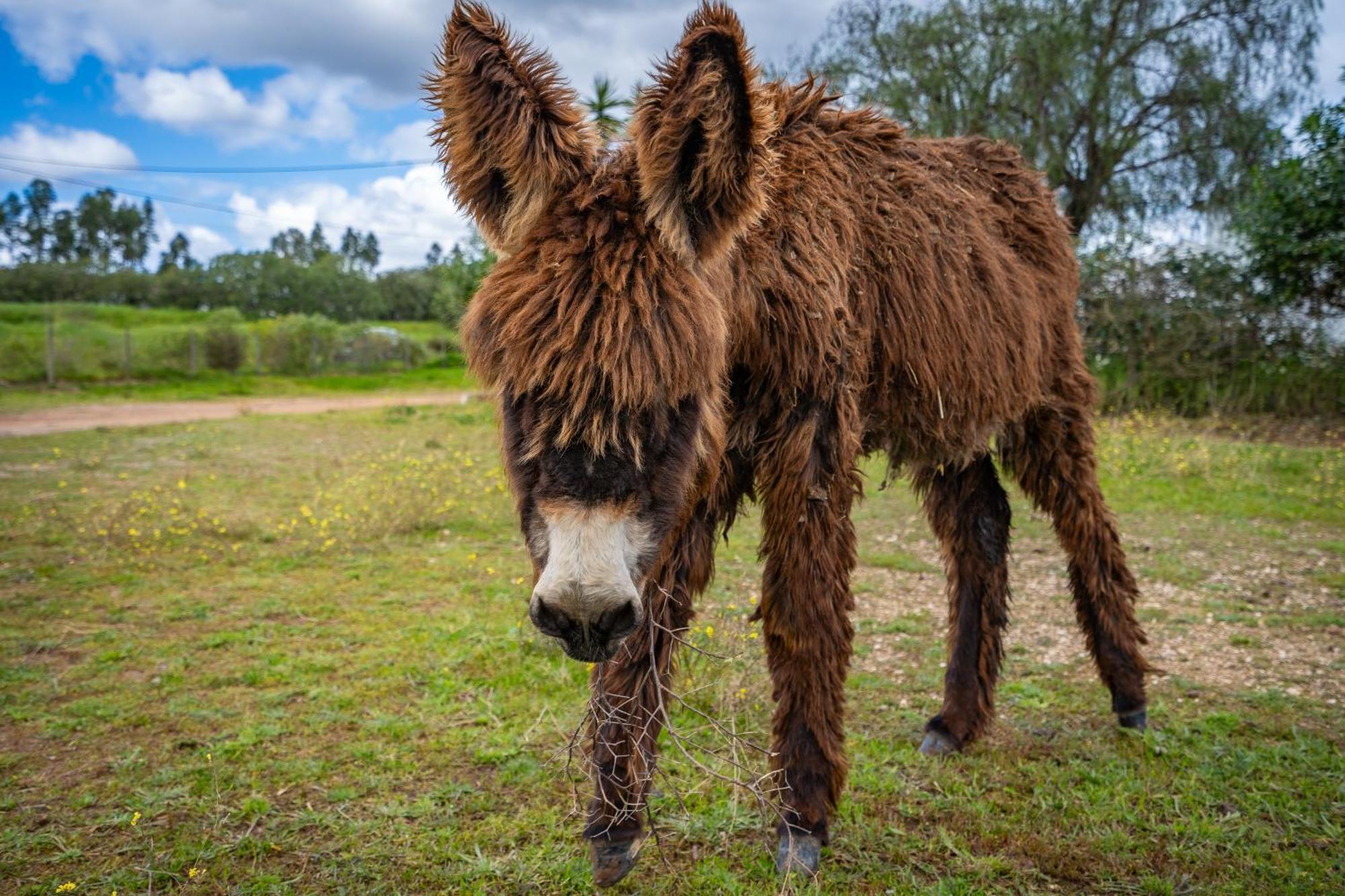 Burro Ville By Host Wise Portimão Dış mekan fotoğraf