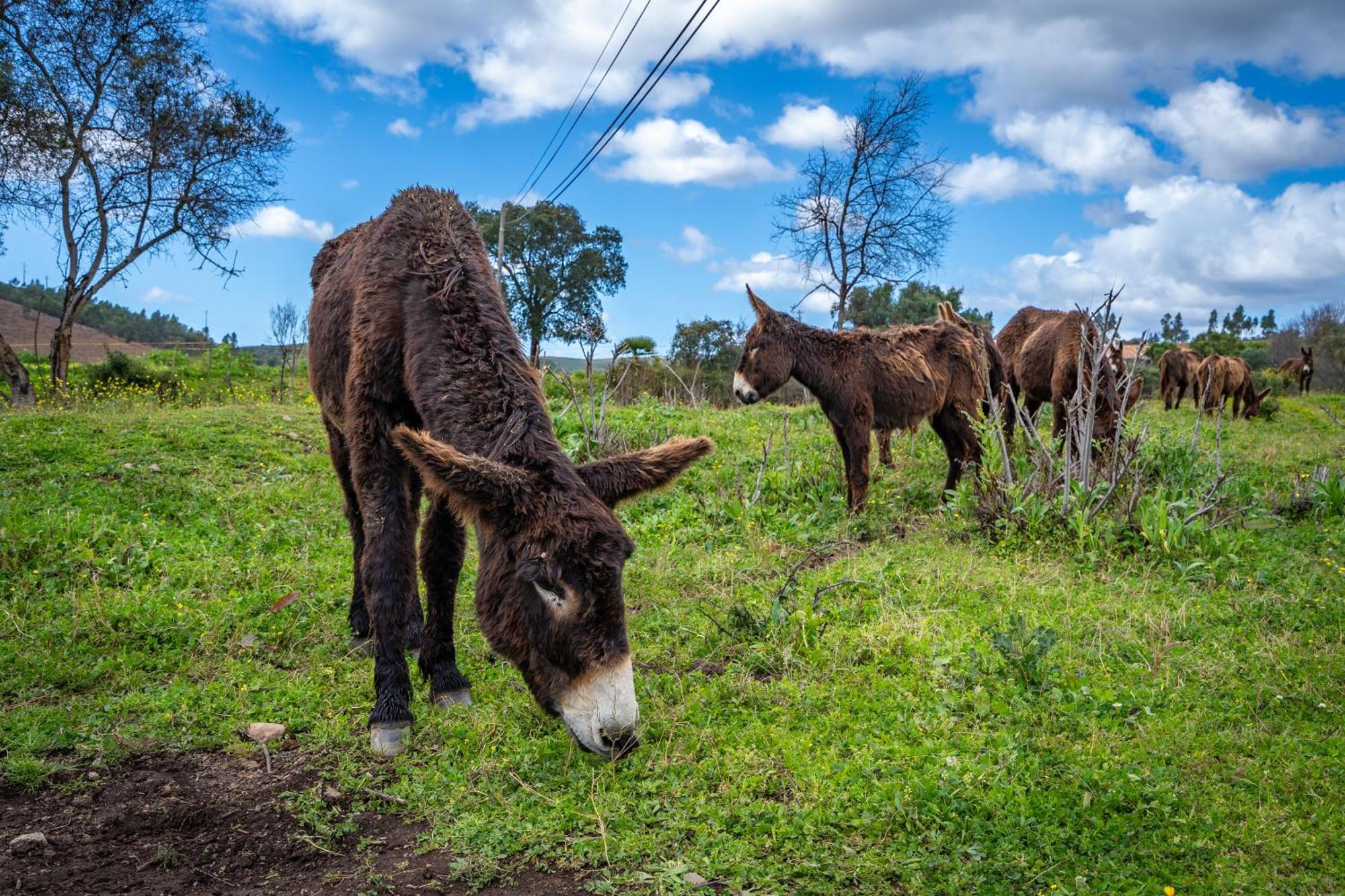 Burro Ville By Host Wise Portimão Dış mekan fotoğraf