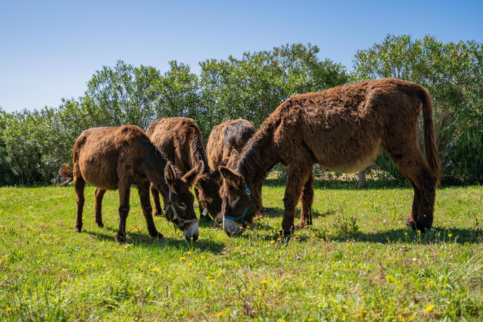 Burro Ville By Host Wise Portimão Dış mekan fotoğraf